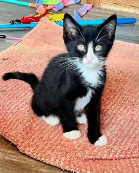 Jack -  Domestic Medium Hair Cat for Adoption in Urbandale, Iowa - Jack | PetCurious