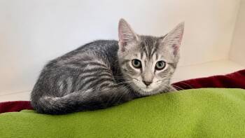 Sonic the Hedgehog -  Domestic Short Hair Cat for Adoption in Chestertown, Maryland - Sonic The Hedgehog | PetCurious