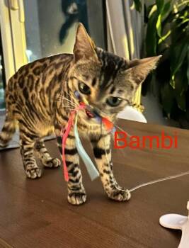 Bambi -  Bengal Cat for Adoption in San Jacinto, California - Bambi | PetCurious