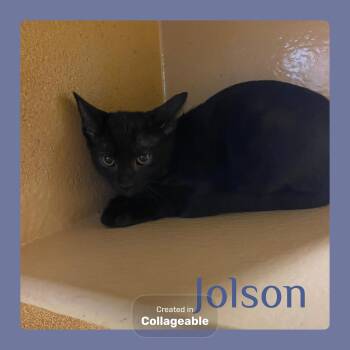 JOLSON -  Tabby Cat for Adoption in Lawton, Oklahoma - JOLSON | PetCurious