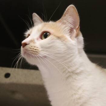 Domestic Short Hair Cats Available for Adoption - Gyoza | PetCurious