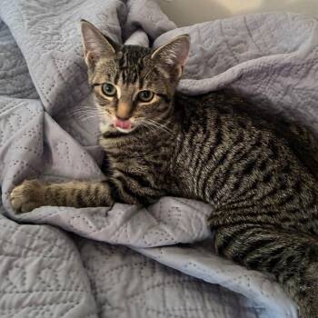 Kyon -  Domestic Short Hair Cat for Adoption in Cambridge, Ontario - Kyon | PetCurious