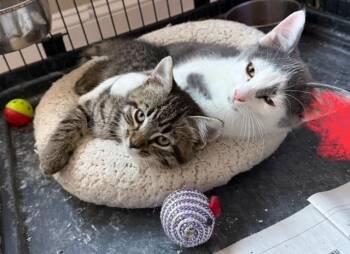 Rescue Domestic Short Hair Cats for Adoption in Bardstown, Kentucky - Charlie And Burt | PetCurious