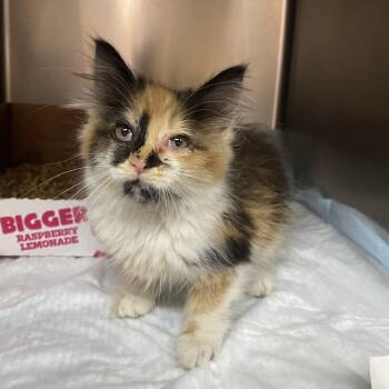 Lellow -  Domestic Medium Hair Cat for Adoption in Westminster, California - Lellow | PetCurious