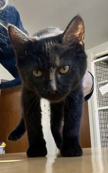 Rescue Domestic Short Hair Cats for Adoption in Salmon, Idaho - Olive | PetCurious