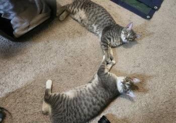 Tabby and Domestic Short Hair Cats Available for Adoption in Conroe, Texas - Bebop | PetCurious