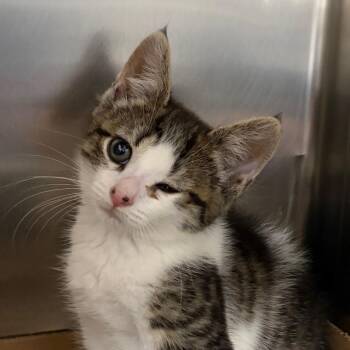 Ruthie -  Domestic Short Hair Cat for Adoption in Newark, New Jersey - Ruthie | PetCurious