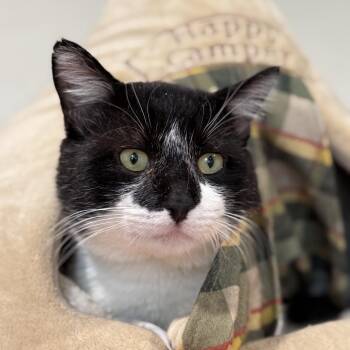 Usher -  Domestic Short Hair and American Shorthair Cat for Adoption in Cumming, Georgia - Usher | PetCurious