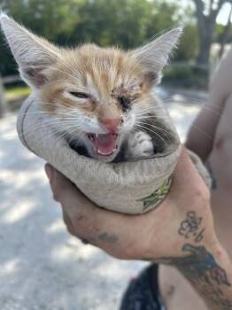 A136845 -  Domestic Short Hair Cat for Adoption in Palmetto, Florida - A136845 | PetCurious
