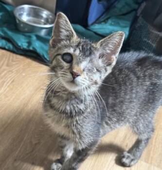 Chamomile -  Domestic Short Hair Cat for Adoption in Westland, Michigan - Chamomile | PetCurious