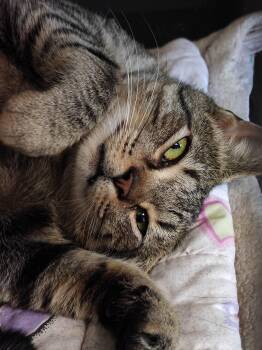 Rescue Domestic Short Hair Cats for Adoption in New Britain, Connecticut - Stevie Nicks | PetCurious