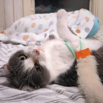 Domestic Short Hair Cats Available for Adoption - Lady Danbury | PetCurious