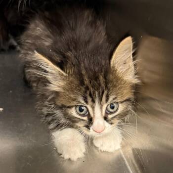 Helen -  Domestic Medium Hair Cat for Adoption in Council Bluffs, Iowa - Helen | PetCurious