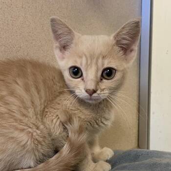 Elliptical (26-2X-1) -  Domestic Short Hair Cat for Adoption in Rifle, Colorado - Elliptical (26-2X-1) | PetCurious