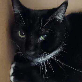 Sheldon Cooper -  Domestic Short Hair Cat for Adoption in Winthrop, Maine - Sheldon Cooper | PetCurious