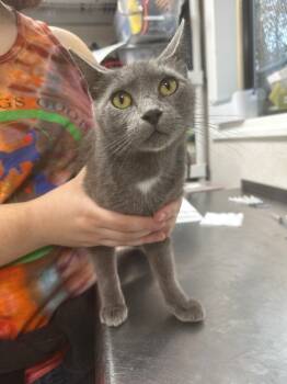 Rescue Domestic Short Hair Cats for Adoption in Pomona, New York - Marina | PetCurious