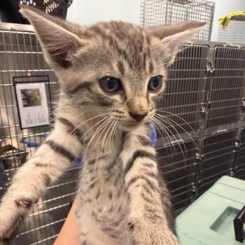 Mount Rainier (pink) -  Domestic Short Hair Cat for Adoption in Greensboro, North Carolina - Mount Rainier (pink) | PetCurious