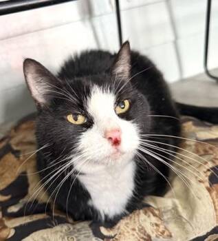 Rescue Domestic Medium Hair Cats for Adoption in Fernandina Beach, Florida - LUCY | PetCurious