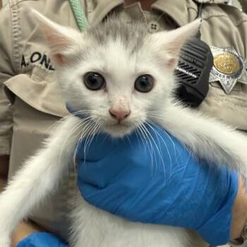 Domestic Short Hair Cats Available for Adoption in Alameda, California - A053179 | PetCurious