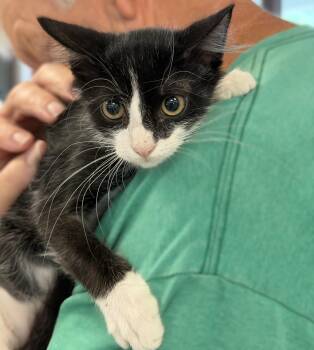 Jim -  Domestic Medium Hair Cat for Adoption in Slidell, Louisiana - Jim | PetCurious