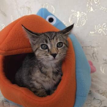 Rena -  Domestic Short Hair and Siamese Cat for Adoption in Riverwoods, Illinois - Rena | PetCurious