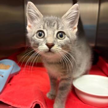 Applesauce -  Domestic Short Hair Cat for Adoption in Council Bluffs, Iowa - Applesauce | PetCurious