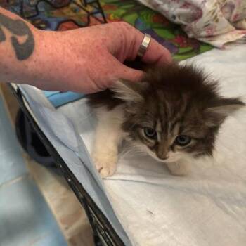 Domestic Short Hair Cats Available for Adoption in Gordonsville, Tennessee - Sabrina | PetCurious