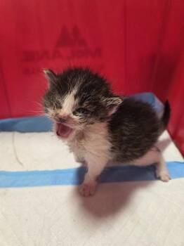 HARRIET -  Domestic Short Hair Cat for Adoption in Louisville, Kentucky - HARRIET | PetCurious