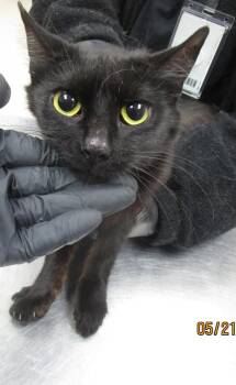 Domestic Medium Hair Cats Available for Adoption in Marietta, Georgia - 629 | PetCurious