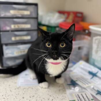 Rescue Domestic Short Hair Cats for Adoption in Auburn, Alabama - Ashley | PetCurious