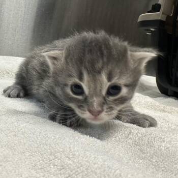 Cinderella -  Domestic Medium Hair Cat for Adoption in Providence, Rhode Island - Cinderella | PetCurious