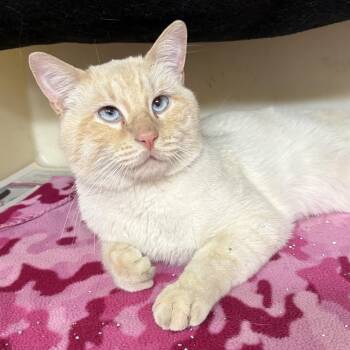 Siamese and Tabby Cats Available for Adoption in Charles City, Iowa - Flint  | PetCurious