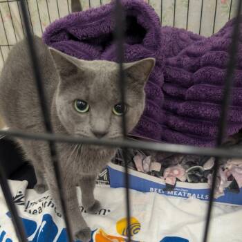 Domestic Short Hair Cats Available for Adoption in Bismarck, North Dakota - Need To Name | PetCurious