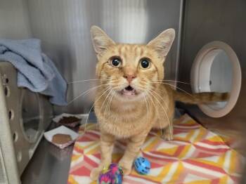 RAMONE -  Domestic Short Hair Cat for Adoption in Kent, Washington - RAMONE | PetCurious