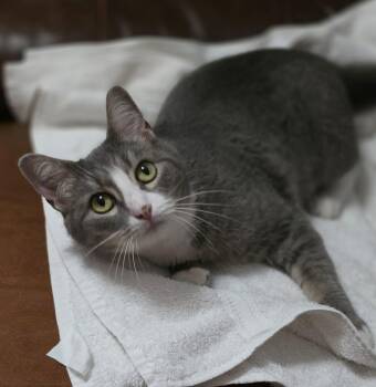 Izzy -  Domestic Short Hair Cat for Adoption in Woodsfield, Ohio - Izzy | PetCurious