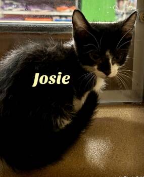 Rescue Domestic Short Hair Cats for Adoption in Owasso, Oklahoma - Josie | PetCurious