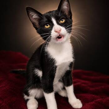 Coco -  Domestic Short Hair Cat for Adoption in Newport, Tennessee - Coco | PetCurious