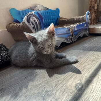 Bluestar -  Domestic Short Hair Cat for Adoption in Belfair, Washington - Bluestar | PetCurious