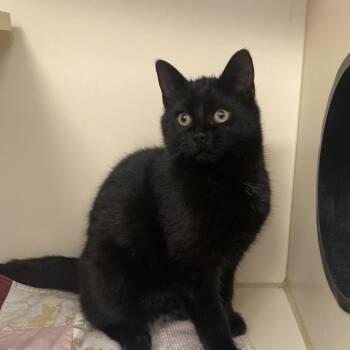 Domestic Short Hair Cats Available for Adoption - Quinn | PetCurious