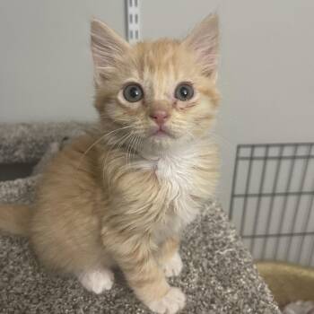 Stressed -  Domestic Medium Hair Cat for Adoption in Valdosta, Georgia - Stressed | PetCurious