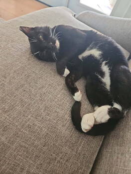 Rescue Domestic Short Hair Cats for Adoption in Tampa, Florida - Benji | PetCurious