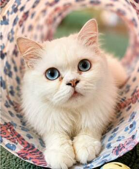 Walter -  Persian Cat for Adoption in Woodmere, New York - Walter | PetCurious