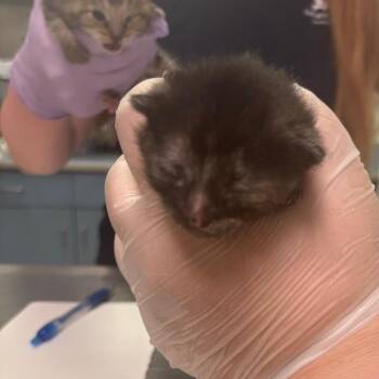 Domestic Short Hair Cats Available for Adoption in Charleston, West Virginia - Security Alarm | PetCurious