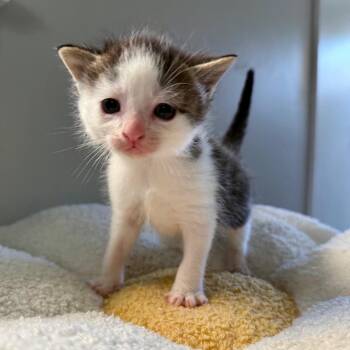 Morel -  Domestic Short Hair Cat for Adoption in York, Pennsylvania - Morel | PetCurious