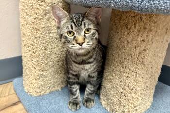 Chief -  Domestic Short Hair Cat for Adoption in Fountain Hills, Arizona - Chief | PetCurious