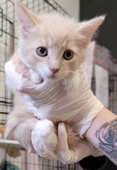 Domestic Short Hair Cats Available for Adoption in West Chester, Pennsylvania - Berry | PetCurious