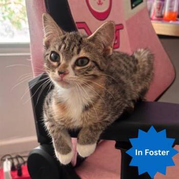 FOZZIE BEAR -  Domestic Short Hair Cat for Adoption in Indianapolis, Indiana - FOZZIE BEAR | PetCurious