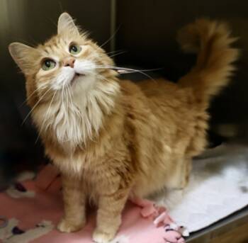 Rescue Domestic Medium Hair and Domestic Short Hair Cats for Adoption in Hastings, Minnesota - Kaylee | PetCurious
