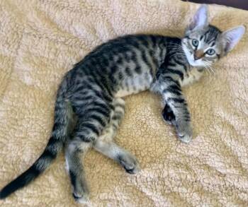 Bumblee -  Domestic Short Hair Cat Available for Adoption in Tucson, Arizona - Bumblee | PetCurious