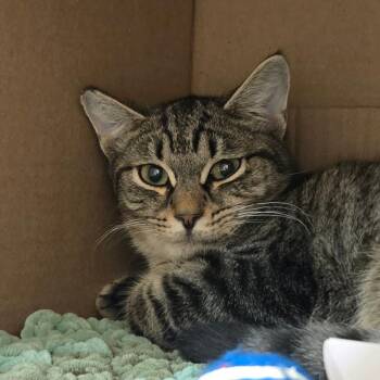 Jellybeans -  Domestic Short Hair Cat for Adoption in Ballston Spa, New York - Jellybeans | PetCurious